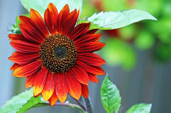 Autumn Beauty by Deb Oppermann